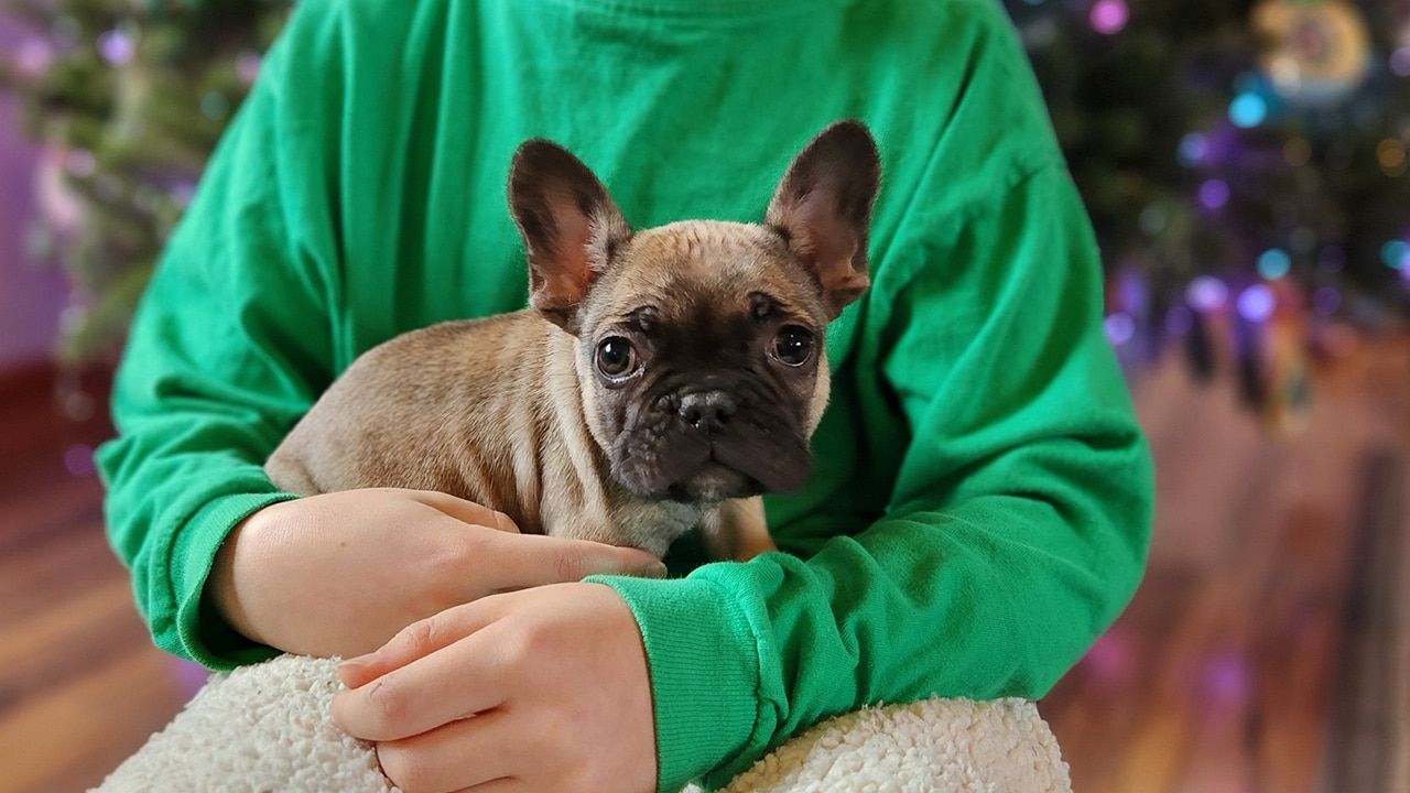 Frenchton Truffle Christmas Puppy