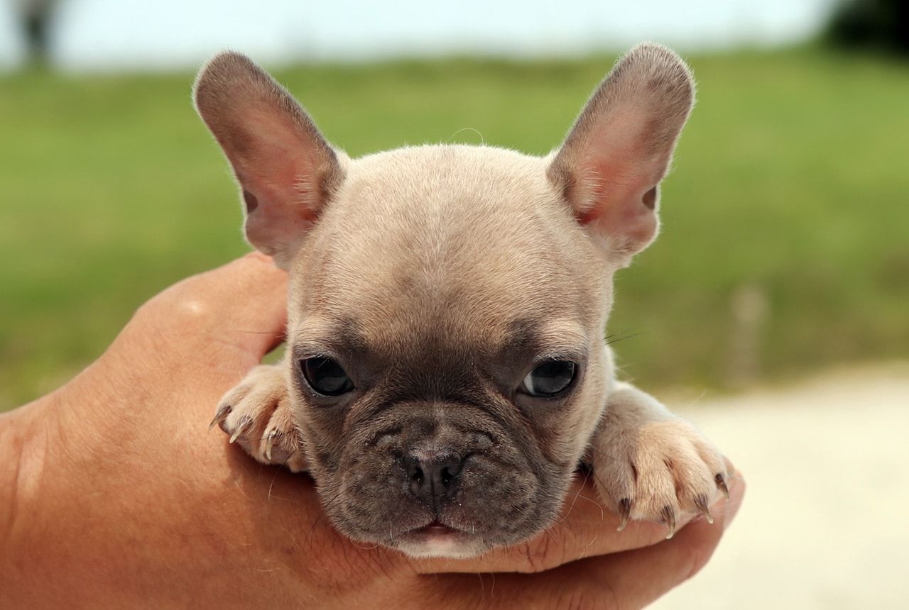 Female Frenchton Pup - Christy