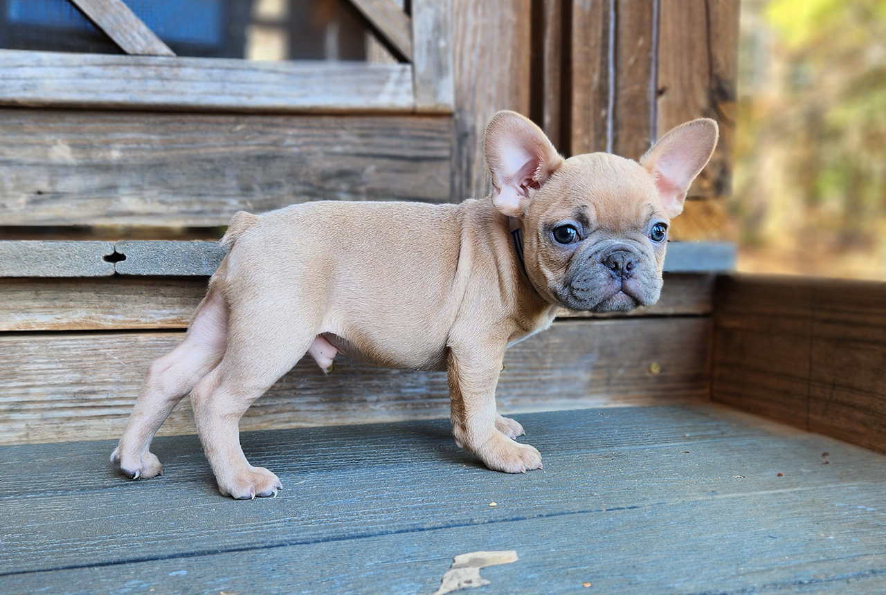 Frenchton pup Rudolph