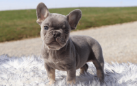 Male Frenchton Pup - Ephraim