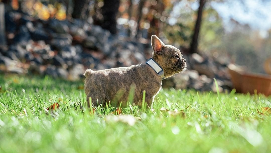 Frenchton in Hot Weather