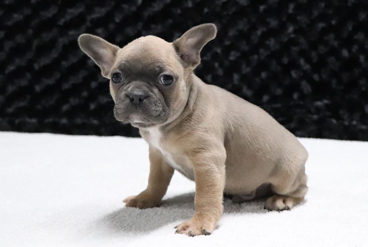 Male Frenchton Pup - Chip