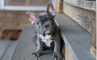 Frenchton Flurry
