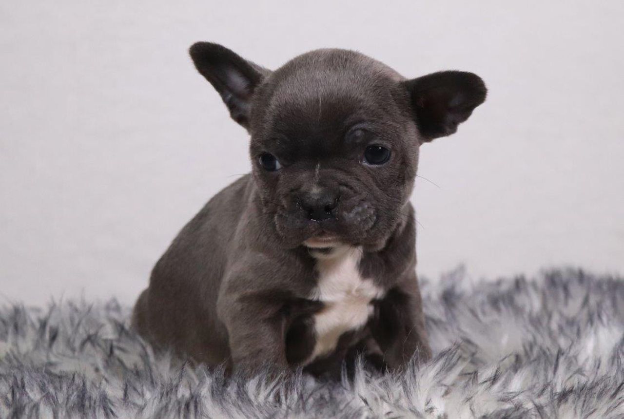 Male Frenchton Pup - Phil