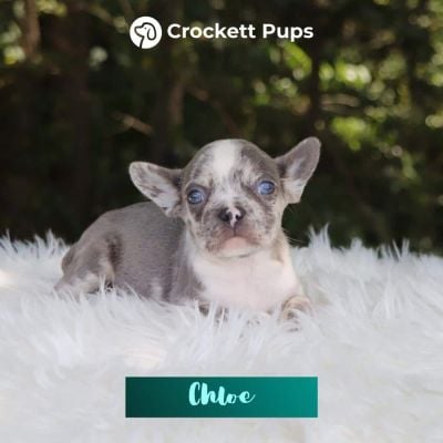 Female Frenchton Pup - Chloe