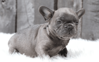 Male Frenchton Pup - Ezra
