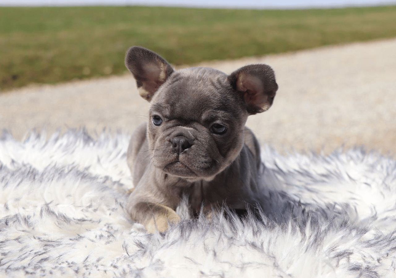Female Frenchton Pup - Milly