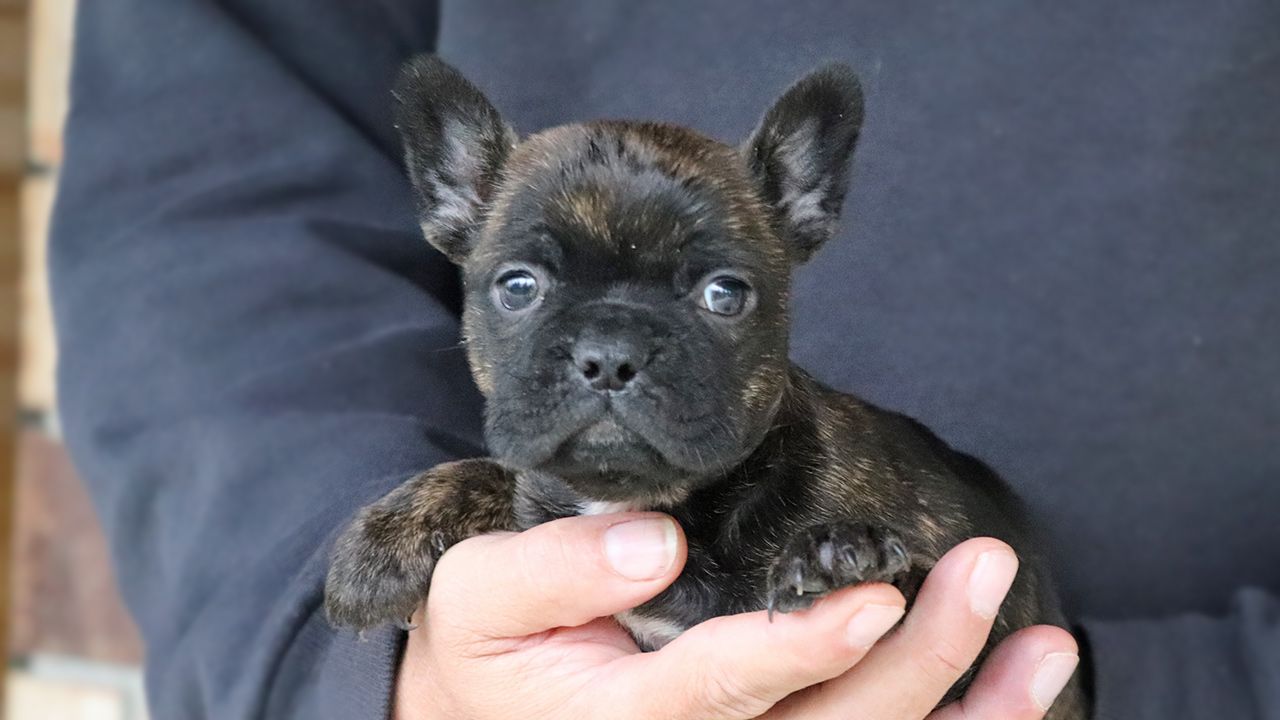 Brindle Frenchton Puppy Snuggles
