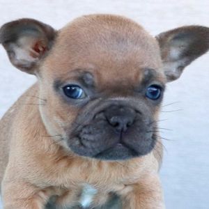 Brown Frenchton Pup