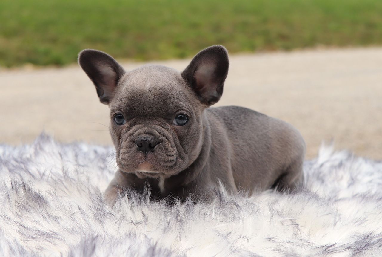 Male Frenchton Pup - Paul