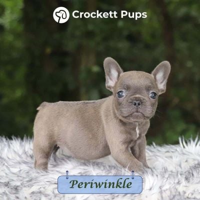 Female Frenchton Pup - Periwinkle