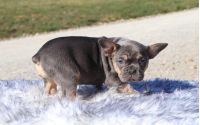 Male Frenchton Pup - Blizzard