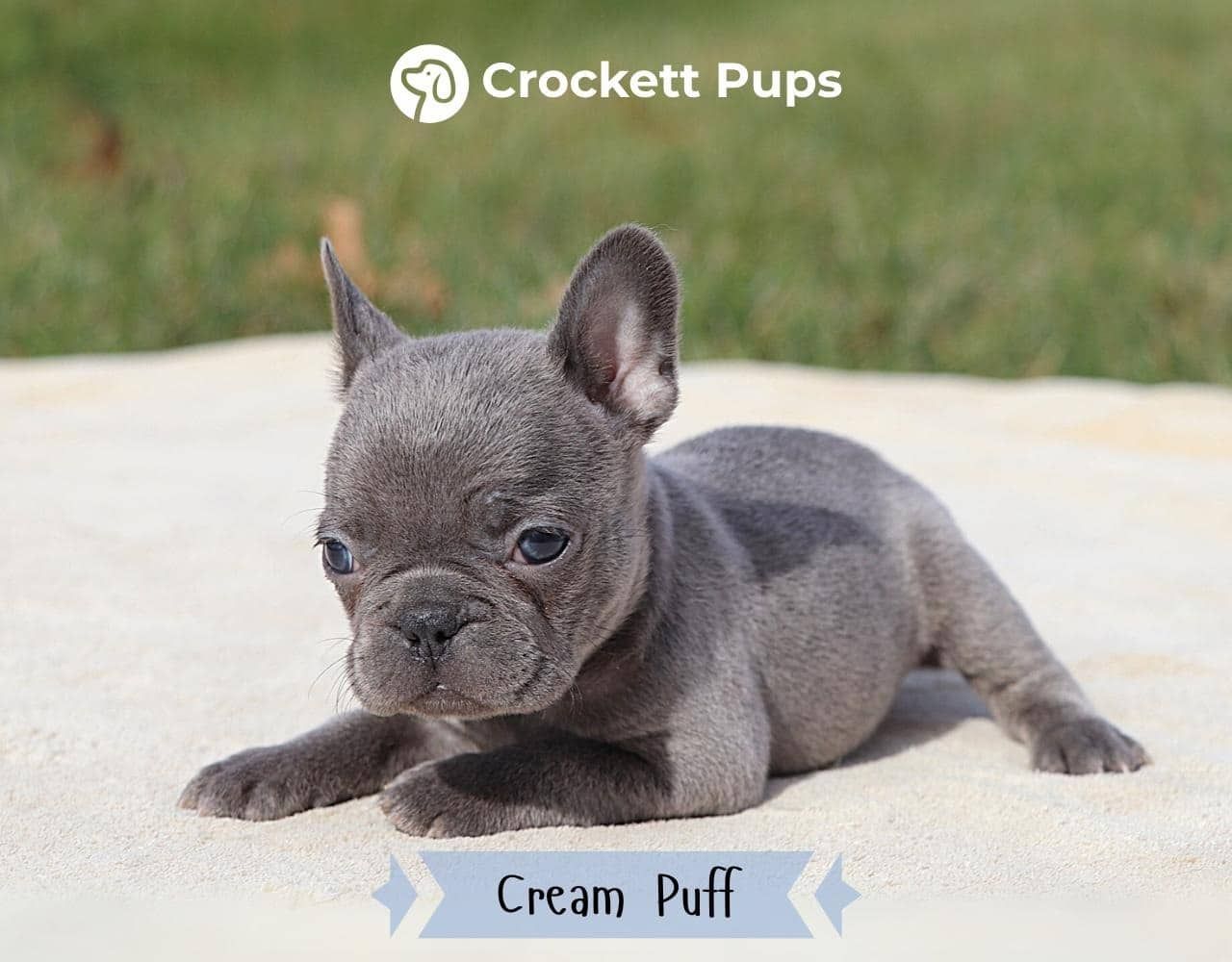 Female Frenchton Pup - Cream Puff