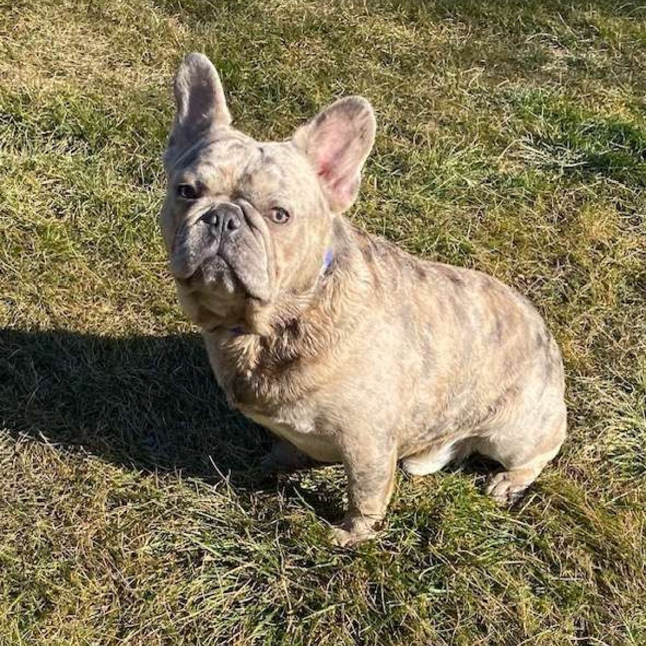 Tyson, the 34 lb French Bulldog Dad