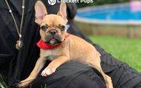 Male Frenchton Pup - Arthur