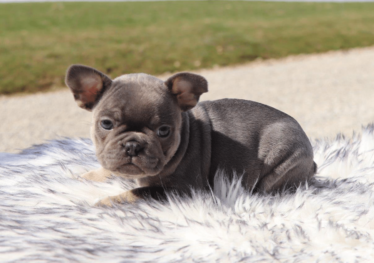 Female Frenchton Pup - Milly