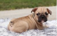 Male Frenchton Pup - Adam