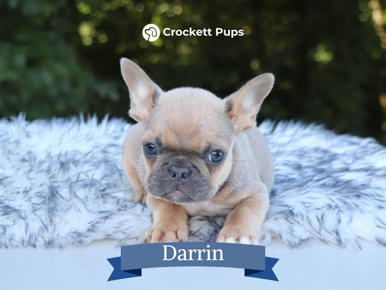 Male Frenchton Pup - Darrin