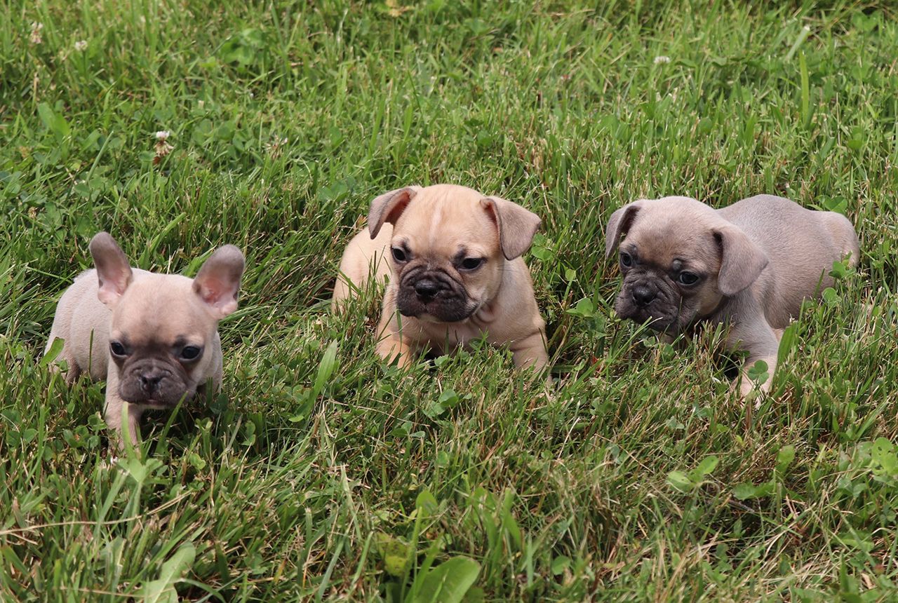 F1b Frenchton Puppies for Sale - Born June 17,2023