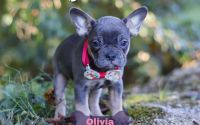 Female Frenchton Pup - Olivia