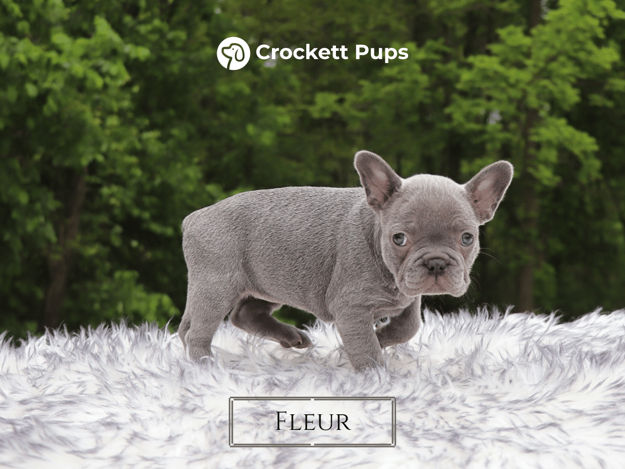 Female Frenchton Pup - Fleur