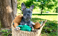 Frenchton Puppy - Benjamin