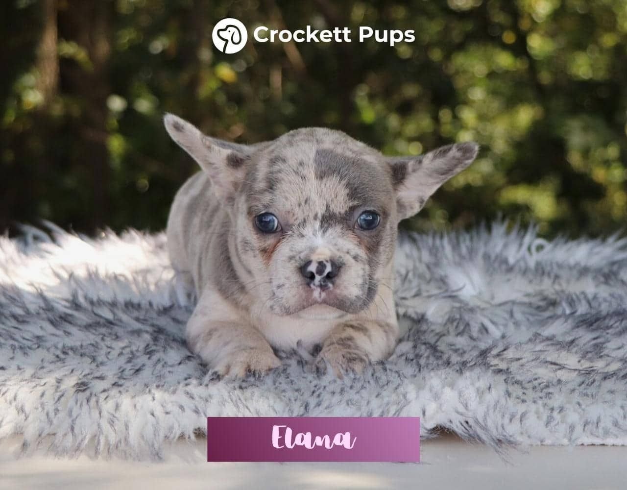 Female Frenchton Pup - Elana