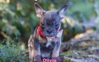 Female Frenchton Pup - Olivia