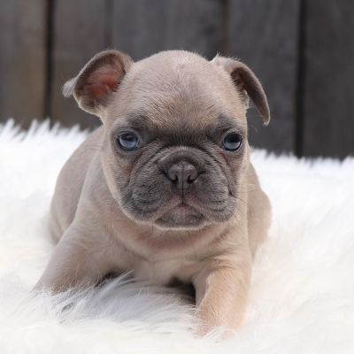 Male Frenchton Pup - Hugh