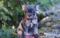 Female Frenchton Pup - Olivia