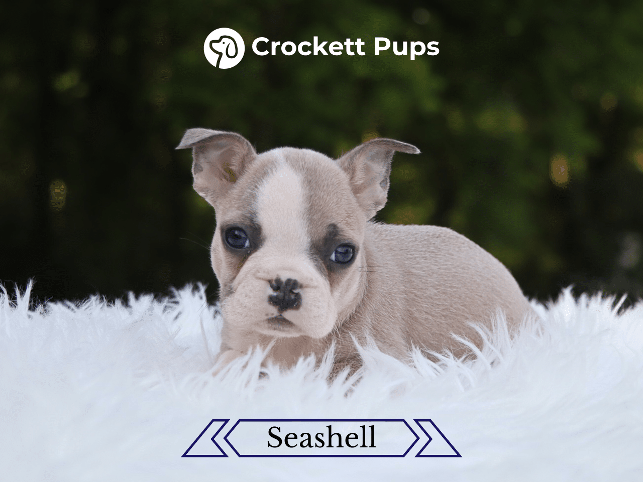 Female Frenchton Pup - Seashell