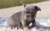 Male Frenchton Pup - Adam