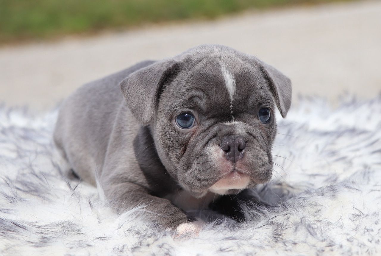 Male Frenchton Pup - Boeing