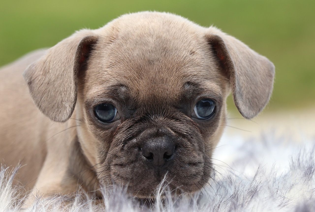 Male Frenchton Pup - Hancock