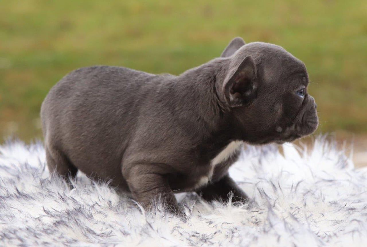Male Frenchton Pup - Kobe