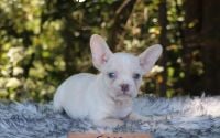 Male Frenchton Pup - Sage
