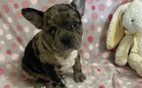 Female Frenchton Pup - Stella