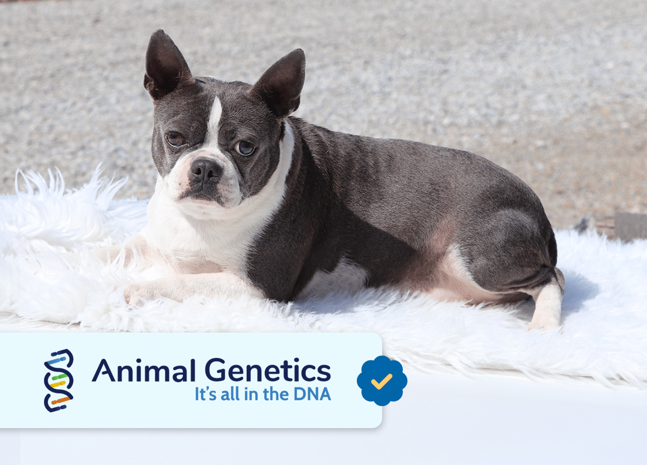 Boston Terrier - Samantha