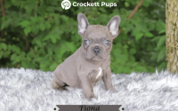 Female Frenchton Pup - Fiona