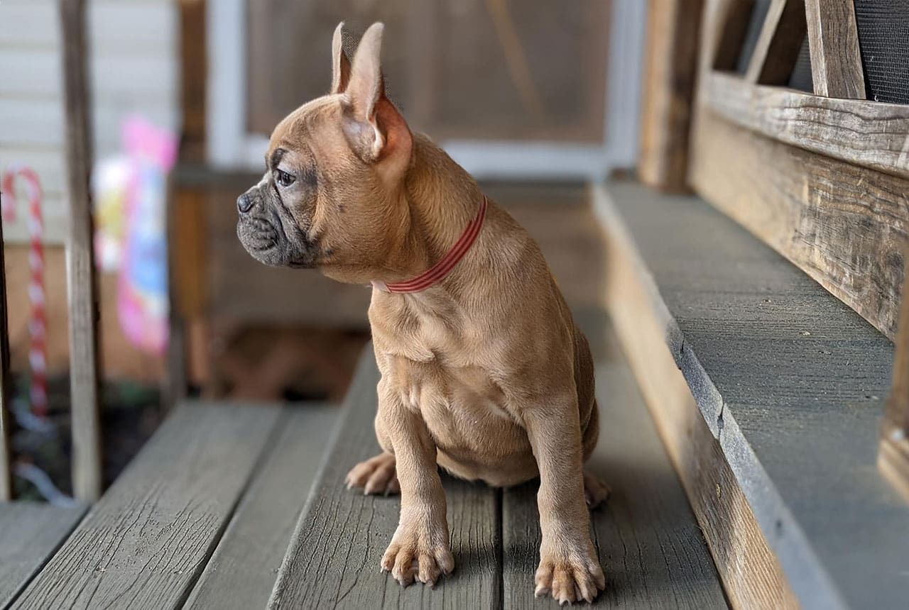 Frenchton Snowdrop