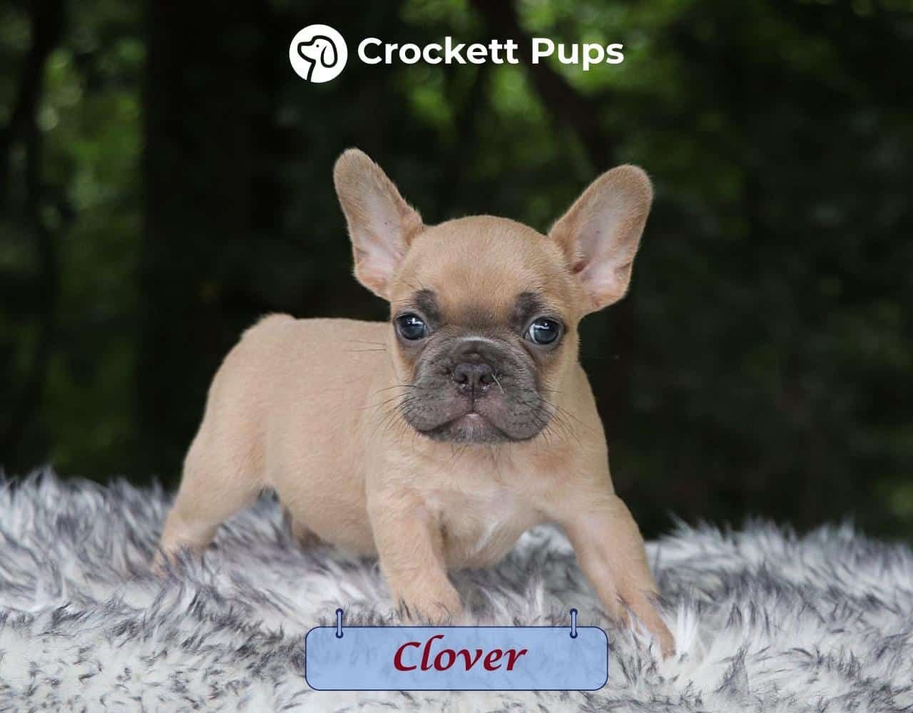 Male Frenchton Pup - Clover