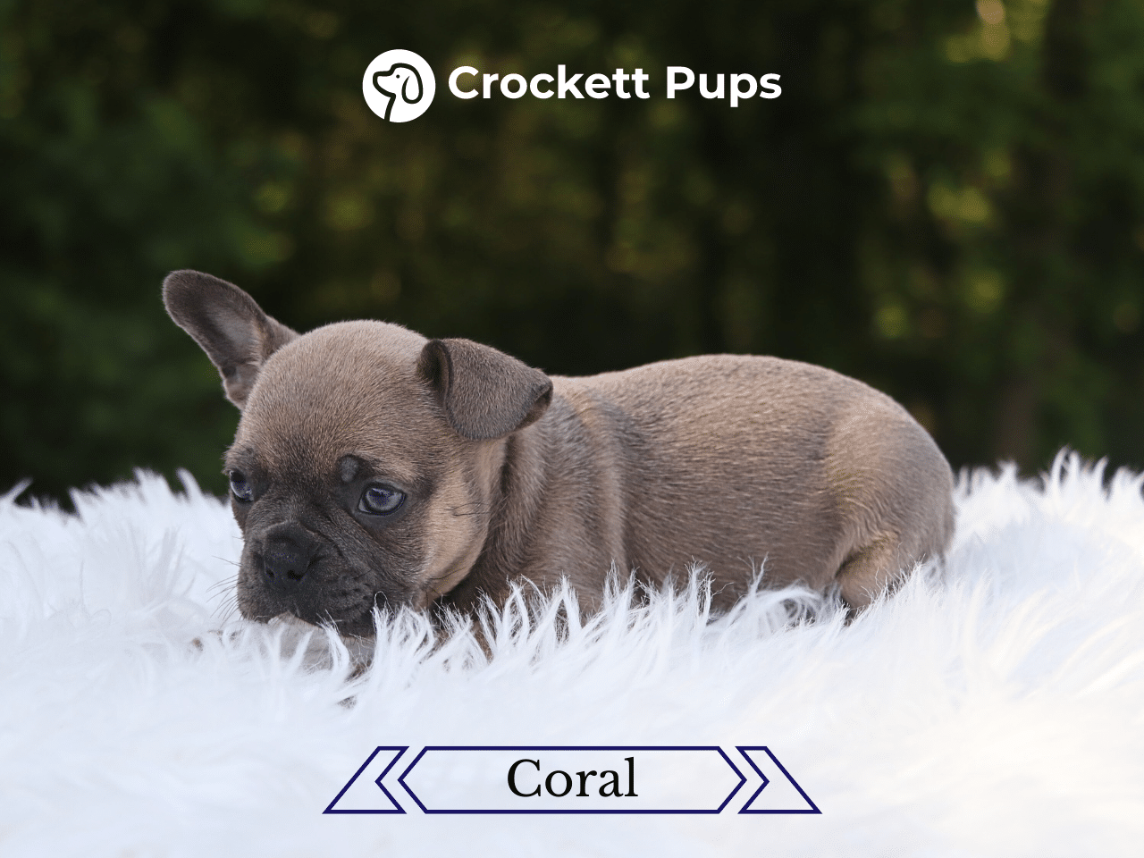 Female Frenchton Pup - Coral