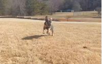 Frenchton Blizzard