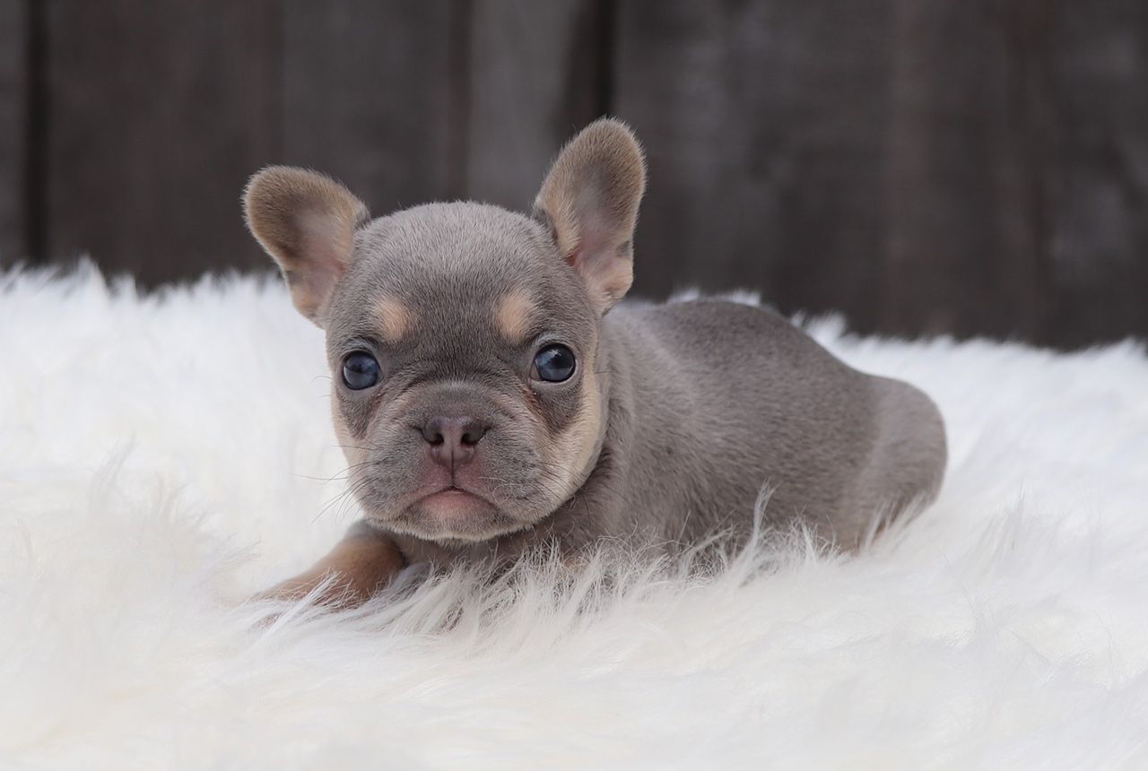 Female Frenchton Pup - Marie