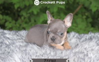Female Frenchton Pup - Freya