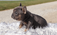 Male Frenchton Pup - Frank