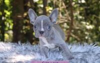Female Frenchton Pup - Ginger