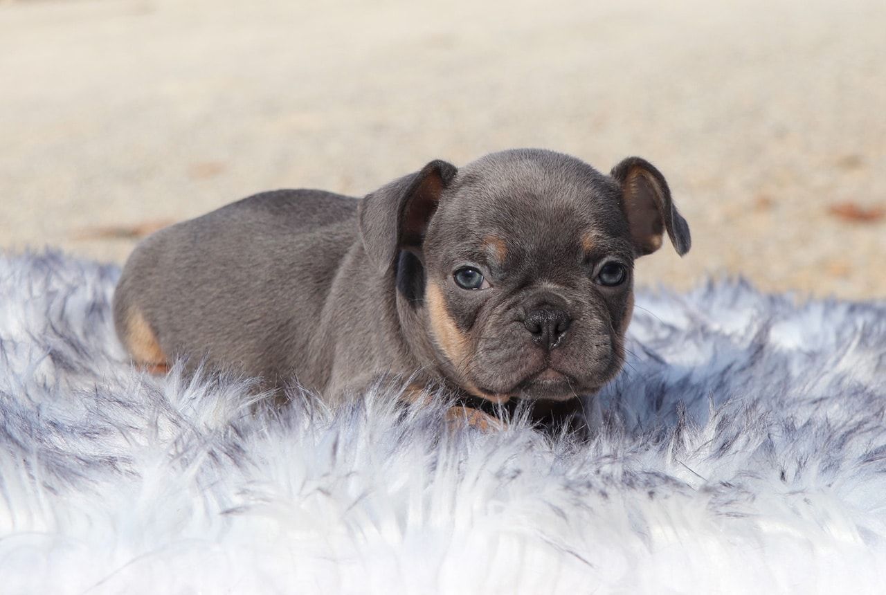 Male Frenchton Pup - Prancer