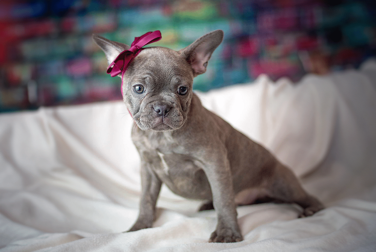 Frenchton Susan at 11 weeks