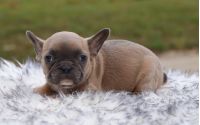Female Frenchton Pup - Lulu